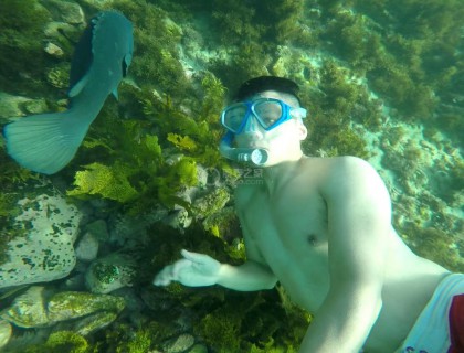 读书的时候，喜欢去clovely浮潜，每次去都能看到这条blue groper，可以确定每次都是它，因为这种鱼的习性就是一片海域只有一只雄性，而雌性都是金色的。如果你潜到底搬开下面的石头，它会去觅食，然后一直跟着你。或者掰一颗海胆，你就是海里最受欢迎的仔。