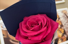 情人节，邂逅优雅：Piaget Polo女款腕表