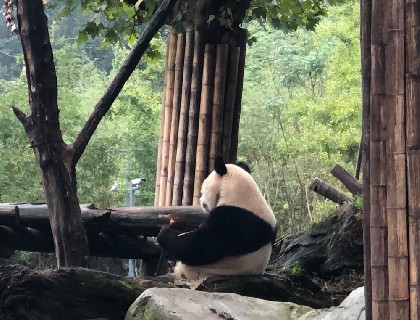 带26470游青城山熊猫乐园