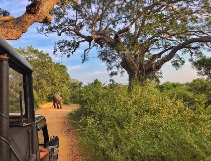 车前方经过一只大象，应该是出来吃早饭