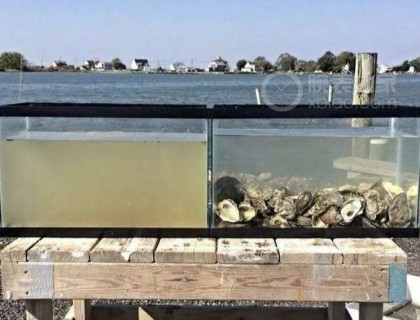 牡蛎的净水能力非同小可。