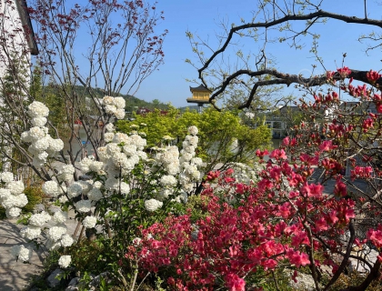 不知道啥花挺漂亮的