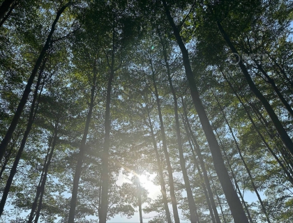 阳光中的小树林