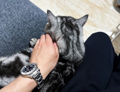 猫猫合影