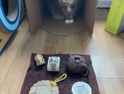 摆地摊的猫猫 自食其力光荣 希望能改善生活