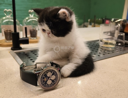 硬汉柔情之好奇的小奶猫。
