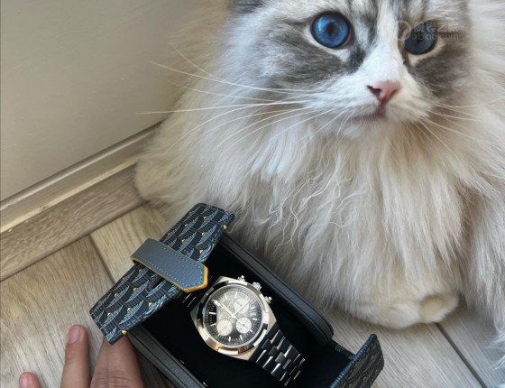 5500v反熊猫认证帖