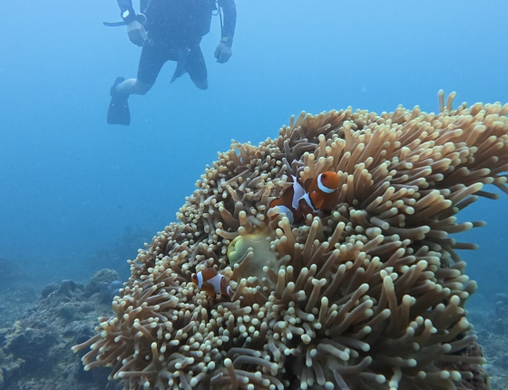 ORIS IN DALAGUETE