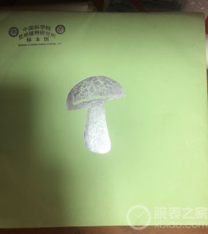 《清园食单》——蘑菇